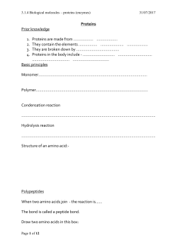 enzymes are proteins
