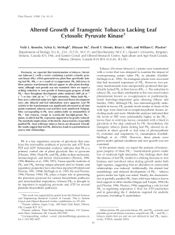 Altered Growth of Transgenic Tobacco Lacking Leaf