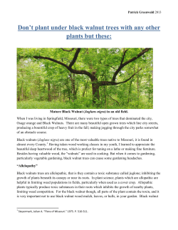 Don`t plant under black walnut trees with any other plants but these: