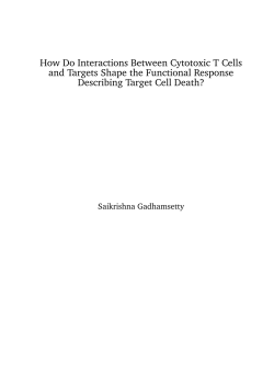 How Do Interactions Between Cytotoxic T Cells and Targets Shape