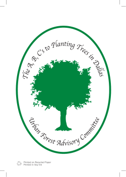 The ABCs of Planting Trees in Dallas