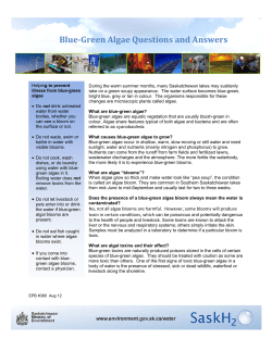 Blue-Green Algae Questions and Answers