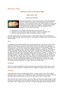 General Care of Guinea Pigs