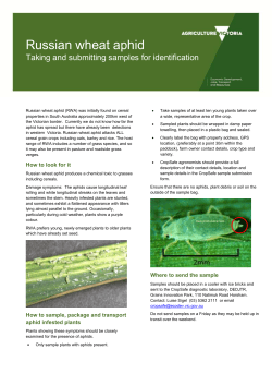 How to sample, package and transport aphid infested plants