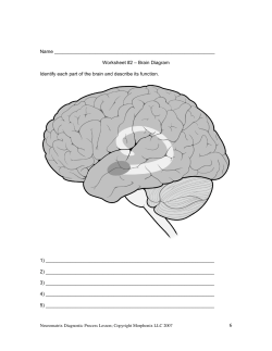 Name Worksheet #2 – Brain Diagram Identify each part