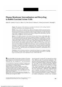 Plasma membrane internalization and recycling in rabbit