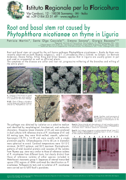 Root and basal stem rot caused by Phytophthora nicotianae on