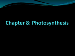 Chapter 8: Photosynthesis Section 1