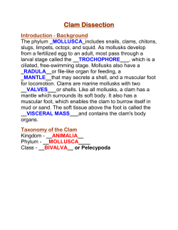 Clam Dissection Background KEY - Mr. Lesiuk