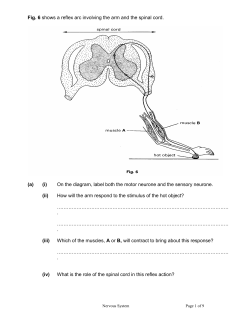 Nerves - Free Exam Papers