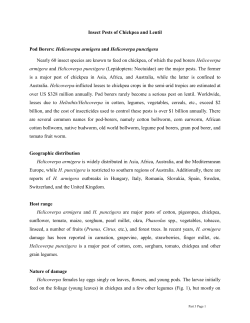 HELICOVERPA MANAGEMENT: The Future