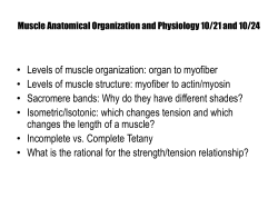 Muscle Anatomical Organization and Physiology 10/21