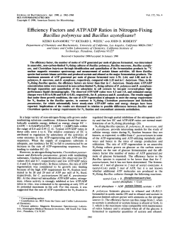 Efficiency Factors and ATP/ADP Ratios in Nitrogen