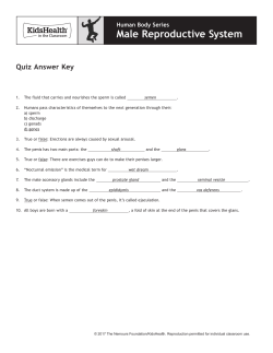 Answer Key: Male Reproductive System