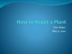 How to: Repot a Plant