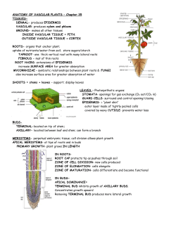 Anatomy of Vascular Plants Notes (Campbell, ch36)