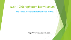 Agavoideae Genus: Chlorophytum Species: C