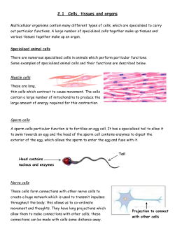 Cell Tissue Organ 2.2 - Stem cells and meristems