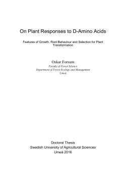 On Plant Responses to D-Amino Acids