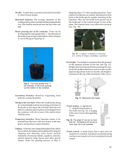 Poodle: A plant that is pruned and trained into balls or other formal