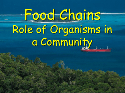 Food Chains