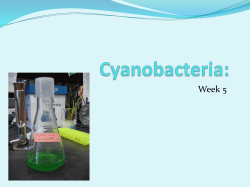 Cyanobacteria_Presentation_Week_5