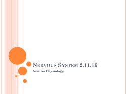 Nervous System 2.11.16