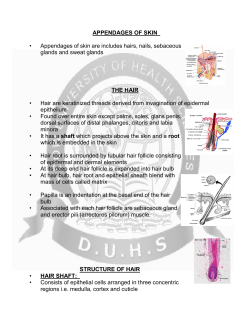 APPENDAGES OF SKIN &bull; Appendages of skin are includes hairs