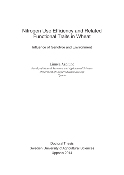 Nitrogen Use Efficiency and Related Functional Traits in Wheat