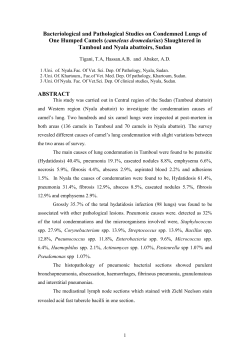 Bacteriological and Pathological Studies on Condemned Lungs of
