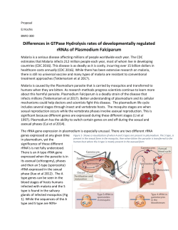 Differences in GTPase Hydrolysis rates of