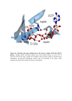 Figure S4. Nucleotide and sugar binding sites in the ternary complex