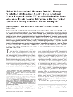Electroporator and role of Vesicle-Associated Membrane Protein-2