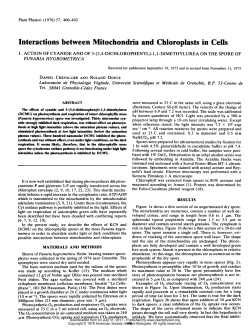Interactions between Mitochondria and Chloroplasts in Cells