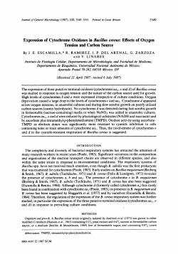 Expression of Cytochrome Oxidases in Bacillus cereus