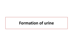 Formation of urine