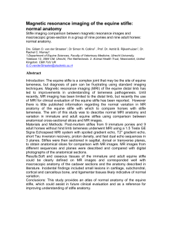 Magnetic resonance imaging of the equine stifle: normal anatomy