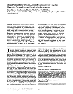 Three Distinct Inner Dynein Arms in