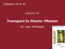 Phloem - QMplus