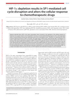HIF-1α depletion results in SP1-mediated cell cycle disruption and
