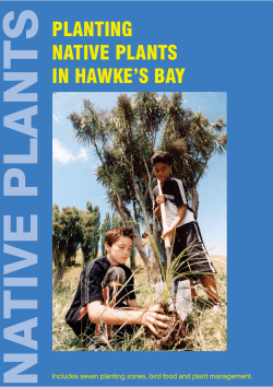 planting native plants in hawke`s bay