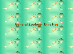 Class - Actinopterygii (ray finned bony fish)