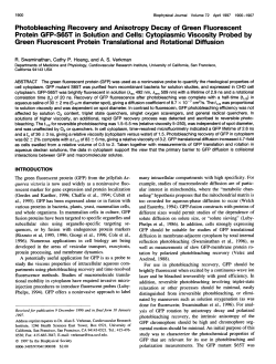 Green Fluorescent Protein Translational and Rotational Diffusion