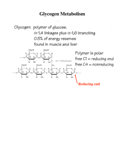 Glycogen Metabolism