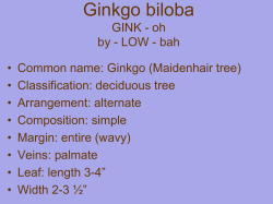 Ginkgo biloba GINK - oh by - LOW