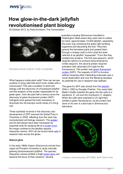 How glow-in-the-dark jellyfish revolutionised plant biology