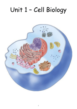 Unit 1 &ndash; Cell Biology