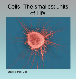 Cell Unit Notes
