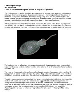 CHOANOFLAGELLATES