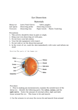 Sheep Eye Dissection